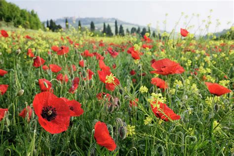 Field Of Poppies by Jeremy Woodhouse