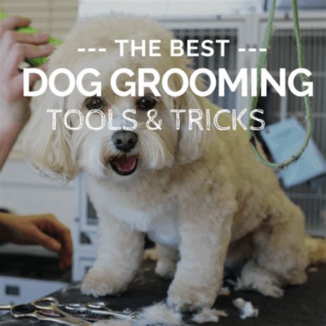 Best Dog Grooming Tools & Supplies: Your Essential Grooming Guide!