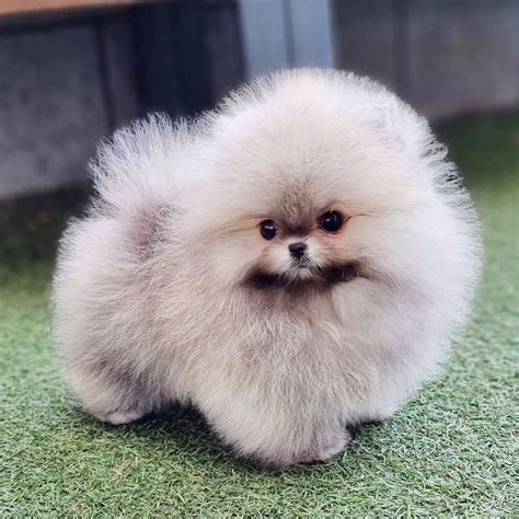 Buy Teacup Pomeranian Puppies/Dogs for Sale in Delhi, NCR India