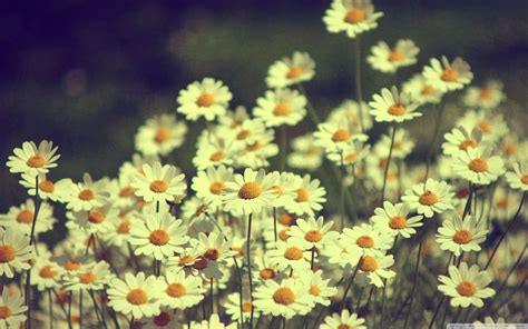 Vintage Daisy Desktop Wallpapers - Wallpaper Cave