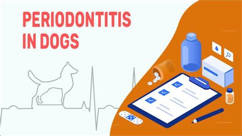 Periodontitis In Dogs - Symptoms, Causes & Treatment - Petmoo