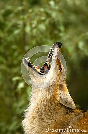 Howling Coyote Royalty Free Stock Photos - Image: 12875888