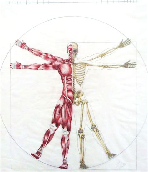 21+ vitruvian man anatomy - MisbaEllayna