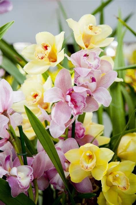 Pink and yellow orchids stock image. Image of decorative - 79491721