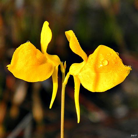 The Weird World of Carnivorous Plants! - O'Toole's Garden Centers