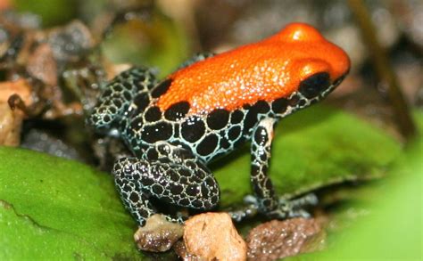 Red-backed poison dart frog | Reptipedia | FANDOM powered by Wikia