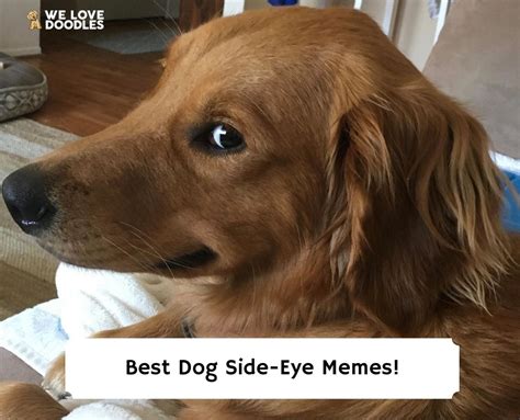 15 Best Dog Side-Eye Memes That Will Make You Laugh!