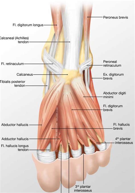 The 19 Muscles Of The Foot : skeleton - Anatomy & Physiology 2093c with Khamal at ...