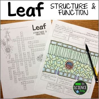 Leaf Anatomy Worksheet Key