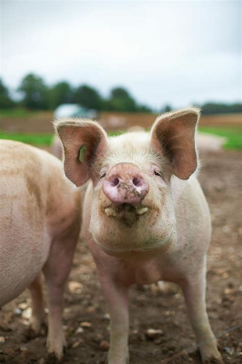 Close Up Of Pigs Snout by Peter Muller