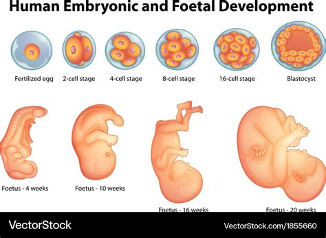 Stages in human embryonic development Royalty Free Vector