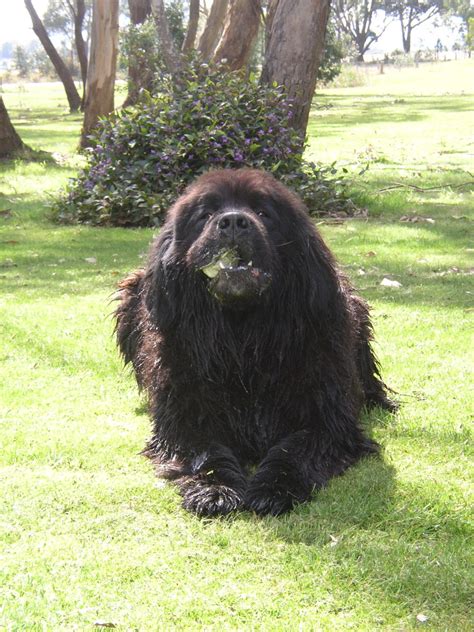 File:Newfoundland Dog.jpg - Wikipedia