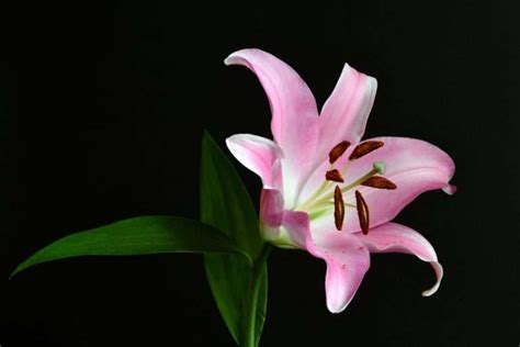 Stargazer Lily Meaning & Symbolism: 5 Important Interpretations - Petals And Hedges