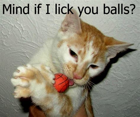 cat, Meme, Quote, Funny, Humor, Grumpy, 2 Wallpapers HD / Desktop and Mobile Backgrounds