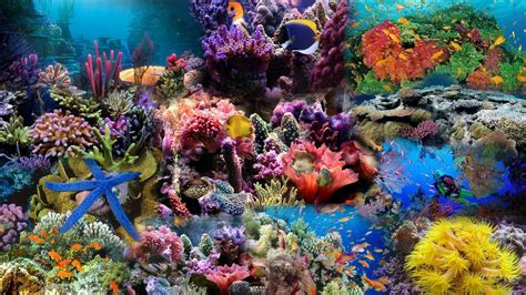 Coral Reef Wallpapers - Wallpaper Cave