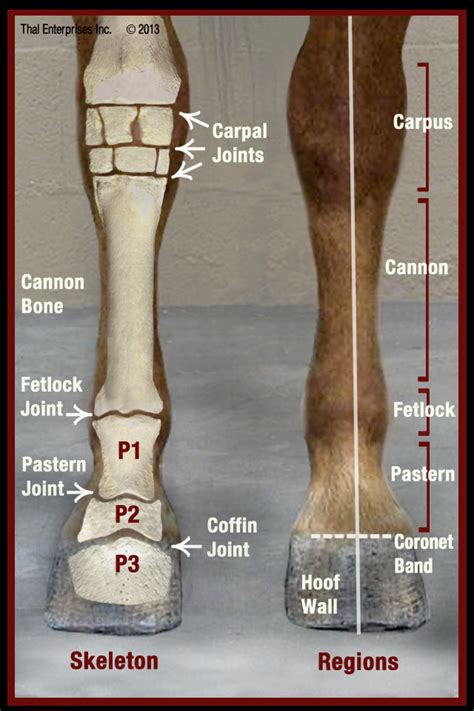 Famous Horse Leg Anatomy Diagram References - Bigmantova