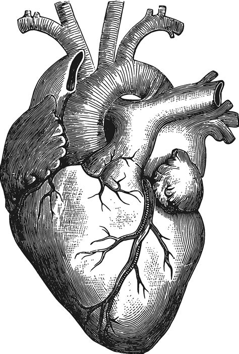 Heart Anatomy Sketch at PaintingValley.com | Explore collection of Heart Anatomy Sketch