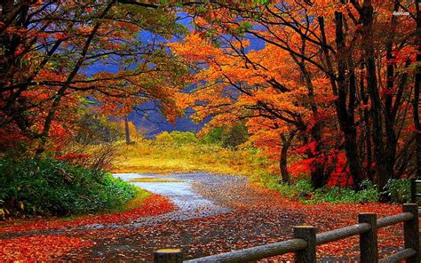 Autumn Forest Road 4561 Themes [] for your , Mobile & Tablet. Explore Fall Forest . Fall ...