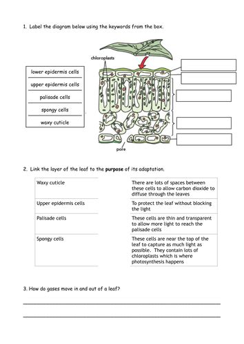 Structure of a leaf worksheet | Teaching Resources