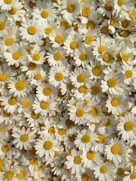 20 Excellent daisy flower wallpaper aesthetic You Can Save It At No Cost - Aesthetic Arena