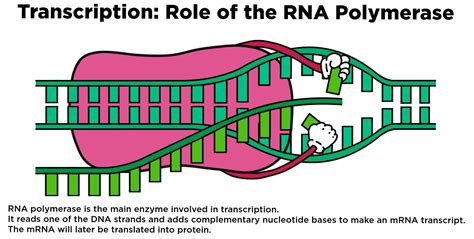 Dna Polymerase Diagram