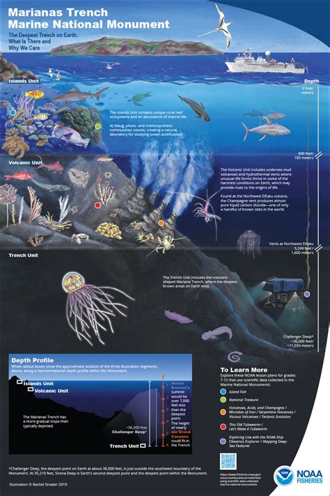 Mariana Trench Creatures