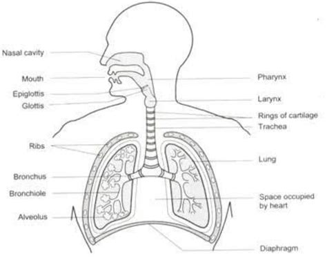 Respiratory System Diagram To Label - Trovoadasonhos