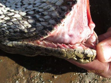 Python Takes Down a Crocodile – Mutually