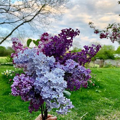 All About Lilac Bushes