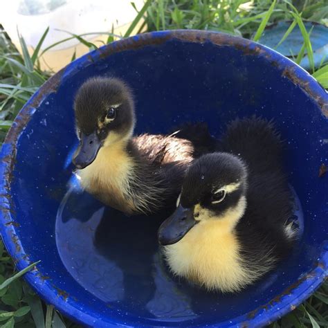 Hatching Ducklings with a Broody Hen