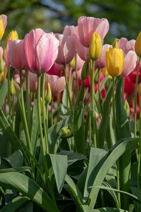 Macro Photo of Pink and Yellow Tulips at Keukenhof Gardens, Lisse, South Holland. Keukenhof is ...