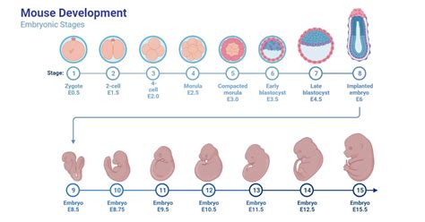 Embryo- Definition, Plant, and Animal Embryo with Process