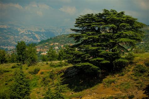 Lebanon most beautiful Cedars trees - LebanonUntravelled.com