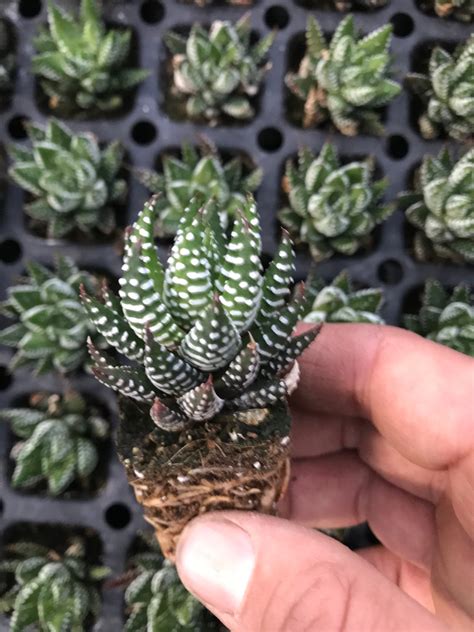 Haworthia Coarctata plant - Indoor Succulents - Best Indoor Succulent – Nick Yorlano