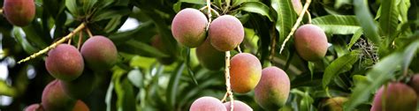 Free Lecture "Tropical Fruit Trees for south Florida" - UF/IFAS Extension Palm Beach County