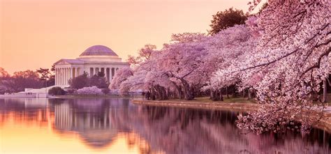 Cherry Blossoms Washington DC Desktop Wallpapers on WallpaperDog