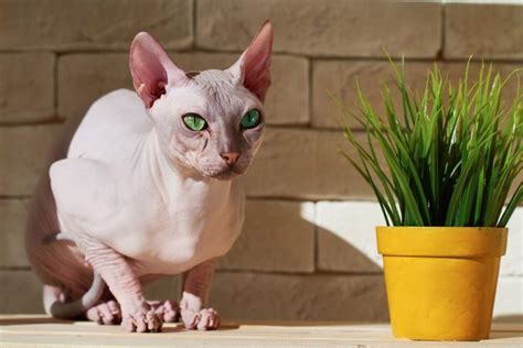 Hairless Cat Breeds - How To Care Them