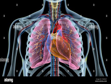 Human heart with vessels, lungs, bronchial tree and cut rib cage. X-ray effect on black ...