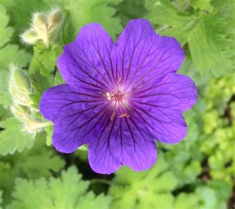 Geranium ‘Alan Mayes’ – Penlan Perennials Nursery