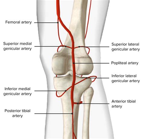 Popliteal Fossa: Anatomy | Concise Medical Knowledge