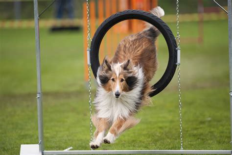 Beginner's Guide To Agility With Dogs