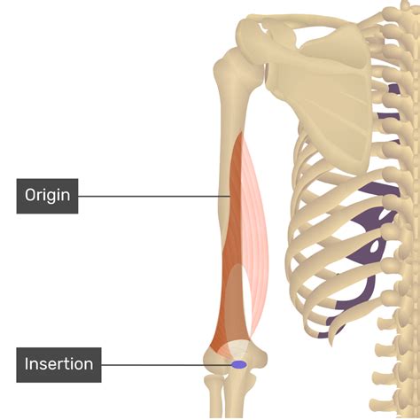 Triceps Brachii Origin And Insertion