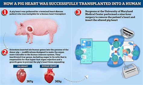 Doctors Have Performed The World's First Pig-To-Human Heart