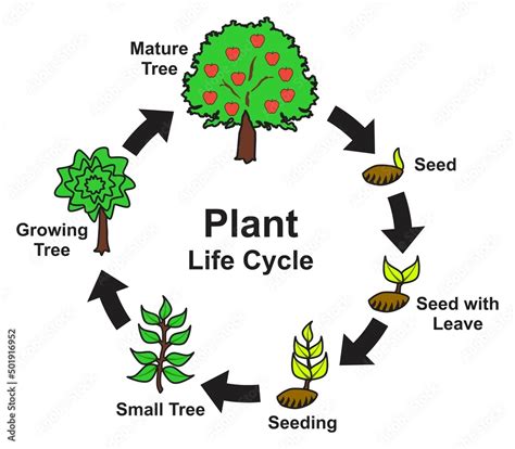 Plant life cycle infographic diagram stages of growing and development seed leaves seeding small ...