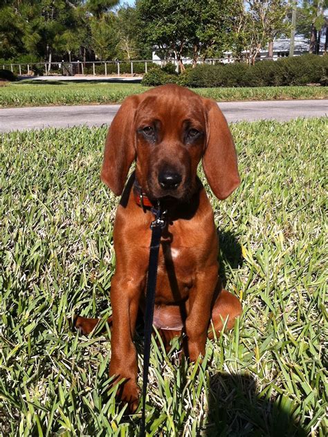 41++ Redbone coonhound puppies information