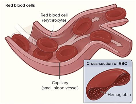 Red Blood Cell Drawing at PaintingValley.com | Explore collection of Red Blood Cell Drawing