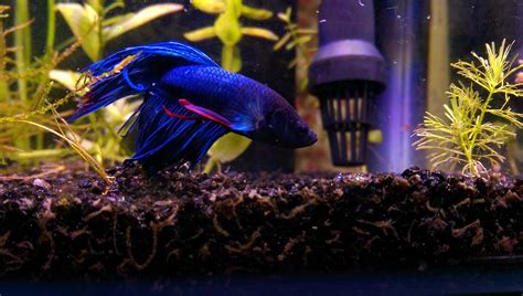 The Ultimate Guide to Betta Fish Tank Filter Usage | Regretless