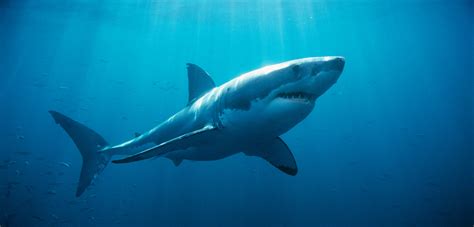 Great White Sharks Underwater