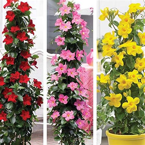 How To Grow Climbers In Pots