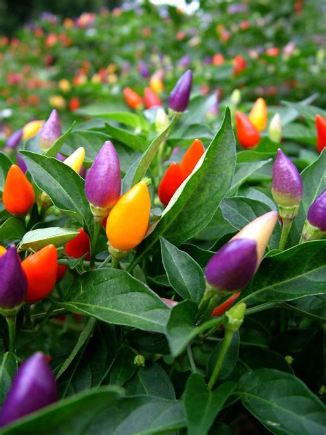 Ornamental Pepper Planting - Tips For Growing Ornamental Peppers